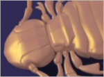 lice