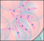 Eimeria Life Cycle