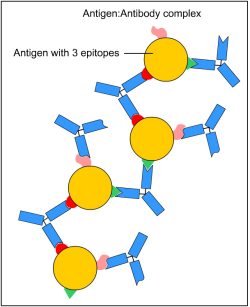 Antigen Antibody complex
