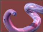 h.contortus