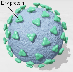 CAE virus structure