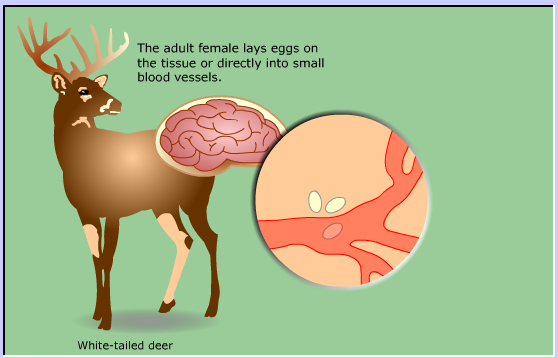 life cycle of Meningeal Deer worm
