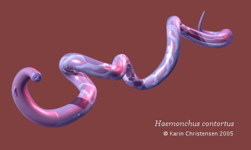 Haemonchus contortus