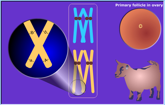 meiosis