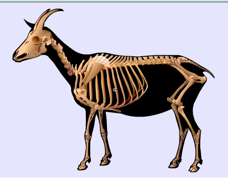 goat skeleton